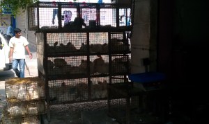 Roadside Chicken coop