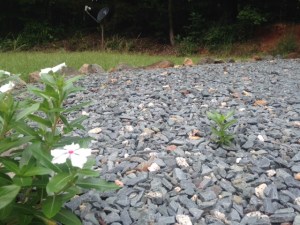 Tenacious little flower